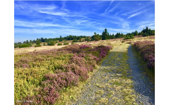 Weg auf dem Kahlen Pön