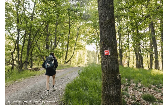 Wanderin auf dem Rothaarsteig bei Rodenbach