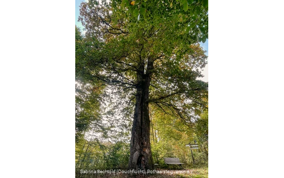 Naturdenkmal Lucaseiche am Rothaarsteig