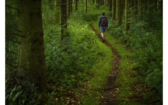 Waldweg auf der Rothaarsteig-Spur Grönebacher Dorfpfad