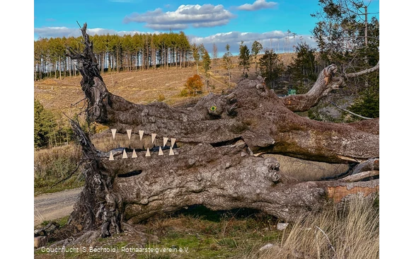 Naturkunst auf dem Rothaarsteig auf der Haincher Höhe
