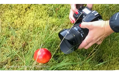 Kamera und roter Fliegenpilz