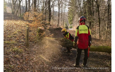 Ranger Südwestfalen bei der Arbeit an einem Baum