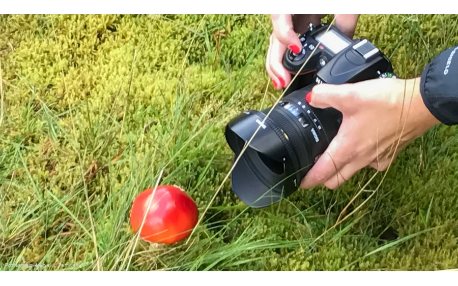 Kamera und roter Fliegenpilz