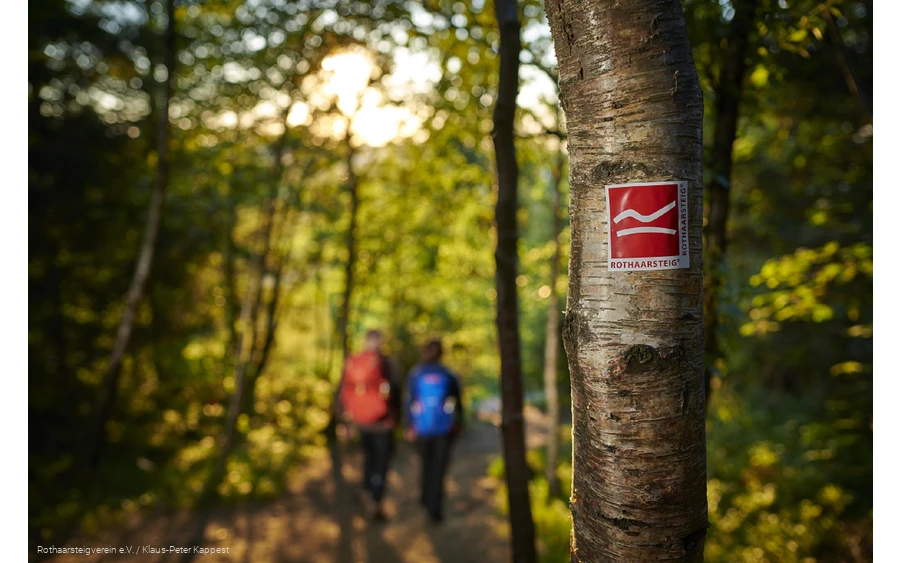 Rothaarsteig-Wegezeichen am Baum mit zwei Wandernden im Hintergrund