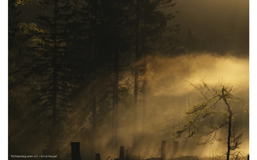 Bergwelten am Rothaarsteig: die Sonne scheint sanft durch den Nebel