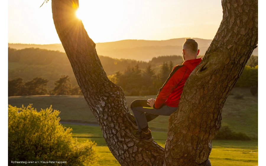 Wanderer sitzt in der Astkabel und blickt in die untergehende Sonne