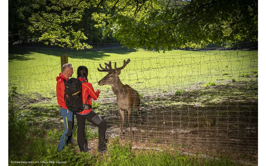 Zwei Wanderer füttern einen Hirsch im Tierpark Donsbach