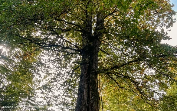 Naturdenkmal Lucaseiche am Rothaarsteig