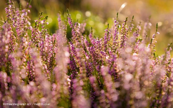 Heideblüte