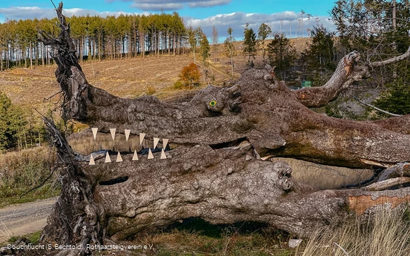 Naturkunst auf dem Rothaarsteig auf der Haincher Höhe