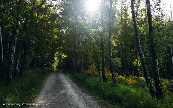 Rothaarsteig bei Rodenbach