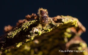 Nahaufname eines Borkenkäfers auf einem Stück Holz