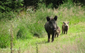Wildschweine am Rothaarsteig