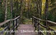 Holzbrücke in das mit Birken bewachsene Edermoor