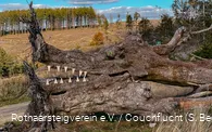 Naturkunst auf dem Rothaarsteig auf der Haincher Höhe