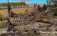 Baumkunst auf der Haincher Höhe auf dem Rothaarsteig