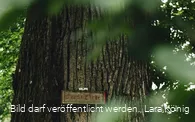 Naturdenkmal Lucaseiche
