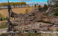Baumkunst auf der Haincher Höhe auf dem Rothaarsteig