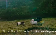 Kühe im grünen Edertal am Rothaarsteig