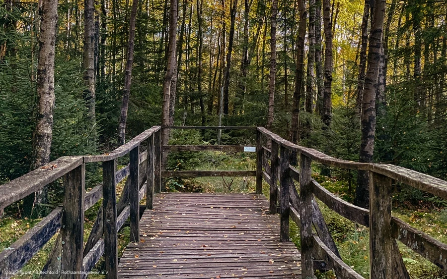 Holzbrücke in das mit Birken bewachsene Edermoor