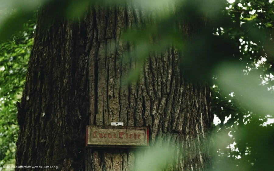 Naturdenkmal Lucaseiche