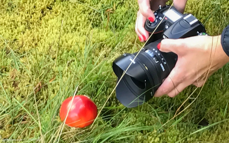 Kamera und roter Fliegenpilz