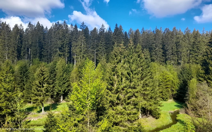 Kurz nach dem Start - der malerische Blick auf den mäandrierenden Zinsebach