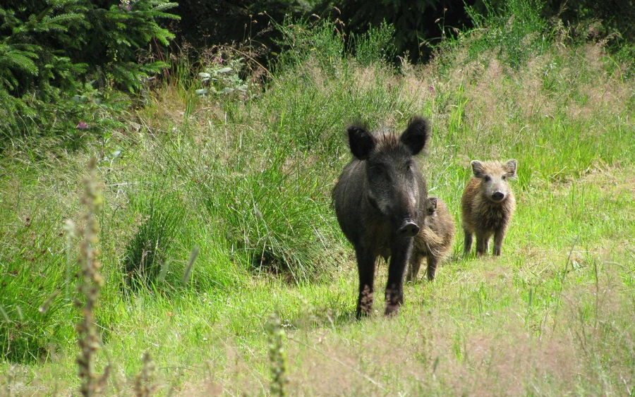 Wildschweinfamilie am Rothaarsteig Wildschweine am Rothaarsteig