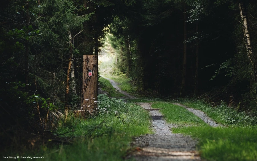 Durch den grünen Wald verlaufenden Rothaarsteig