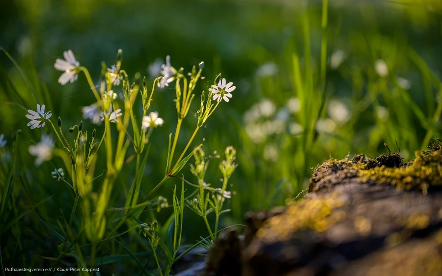 Die Schönheit der Natur