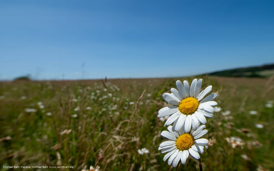 Gernsdorfer Weidekaempe