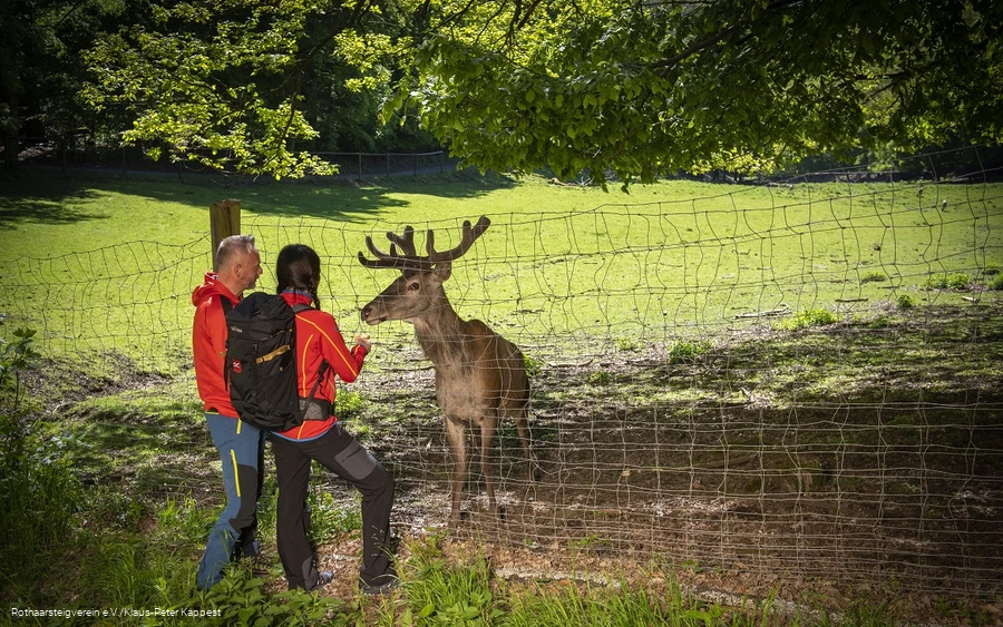 Zwei Wanderer füttern einen Hirsch im Tierpark Donsbach