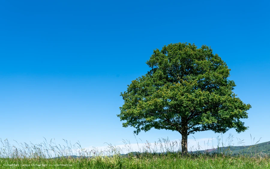 Baum auf Wiese