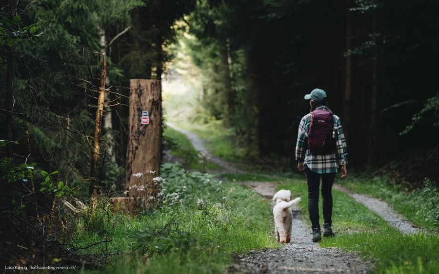 Wanderin im Wald auf dem Rothaarsteig