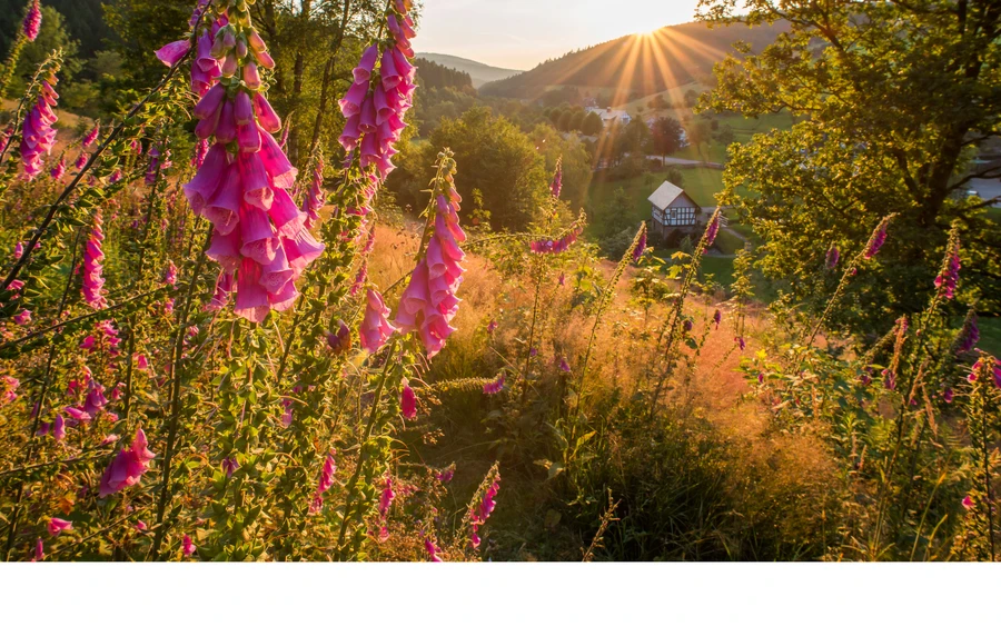 Latrop.jpg Aussicht auf Latrop am Rothaarsteig