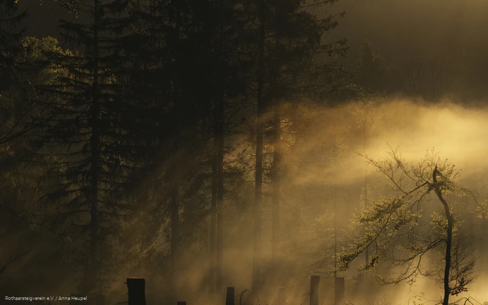 Bergwelten am Rothaarsteig: die Sonne scheint sanft durch den Nebel