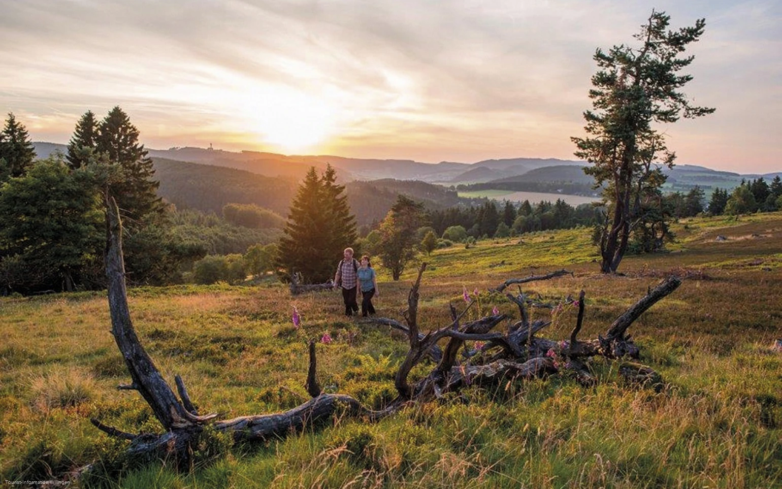 Zwei Wanderer in der Heide bei Willingen