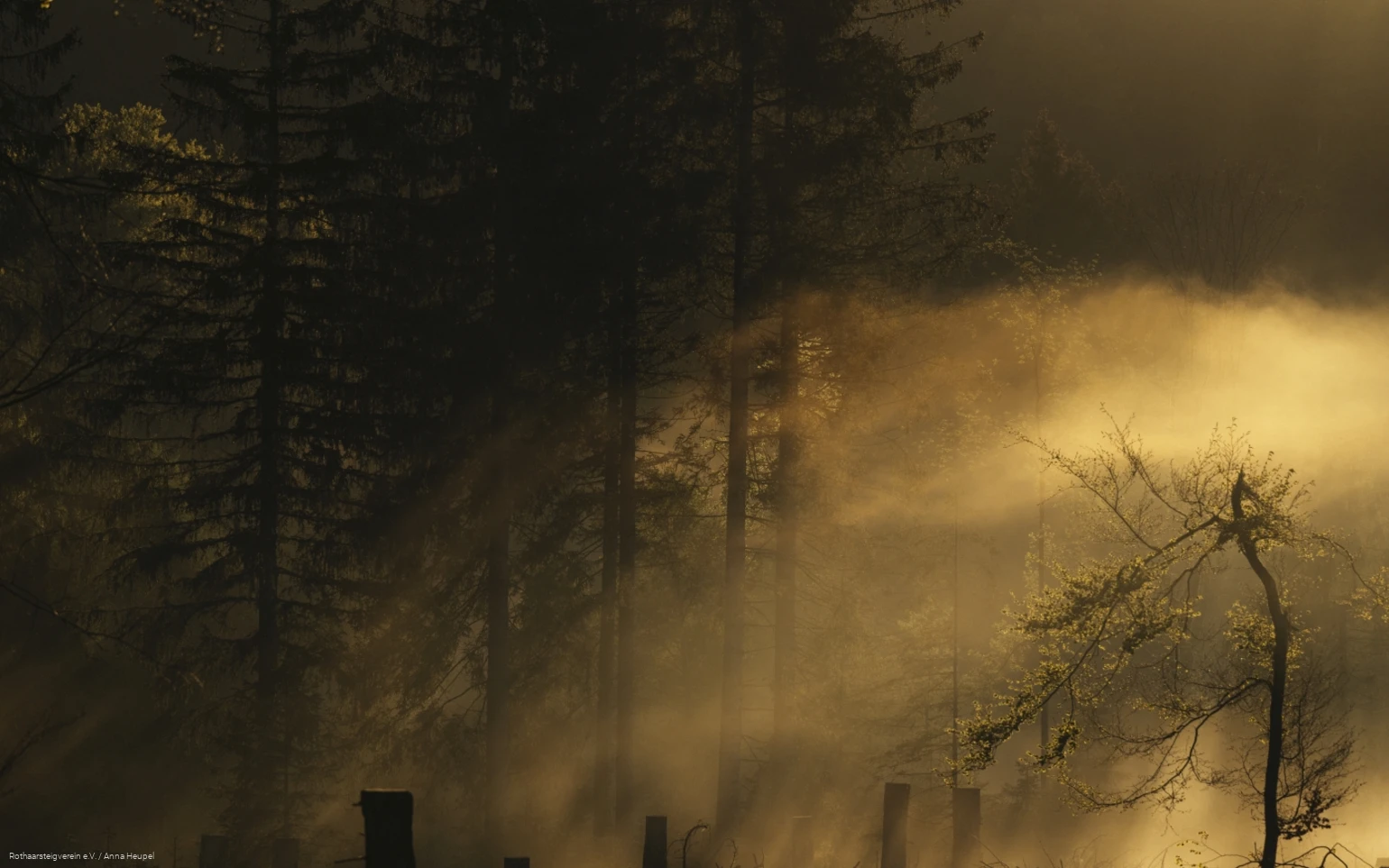 Bergwelten am Rothaarsteig: die Sonne scheint sanft durch den Nebel