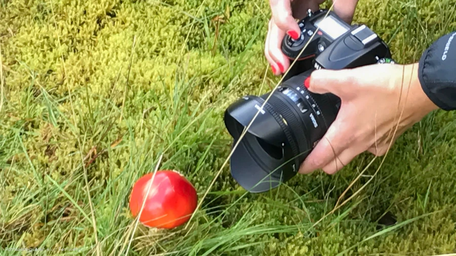 Kamera und roter Fliegenpilz