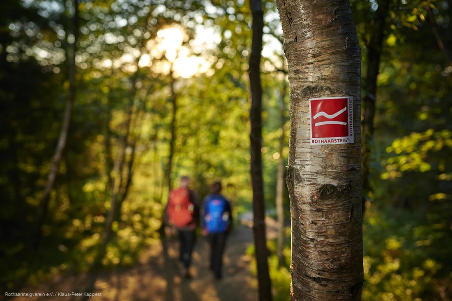 Rothaarsteig-Wegezeichen am Baum mit zwei Wandernden im Hintergrund