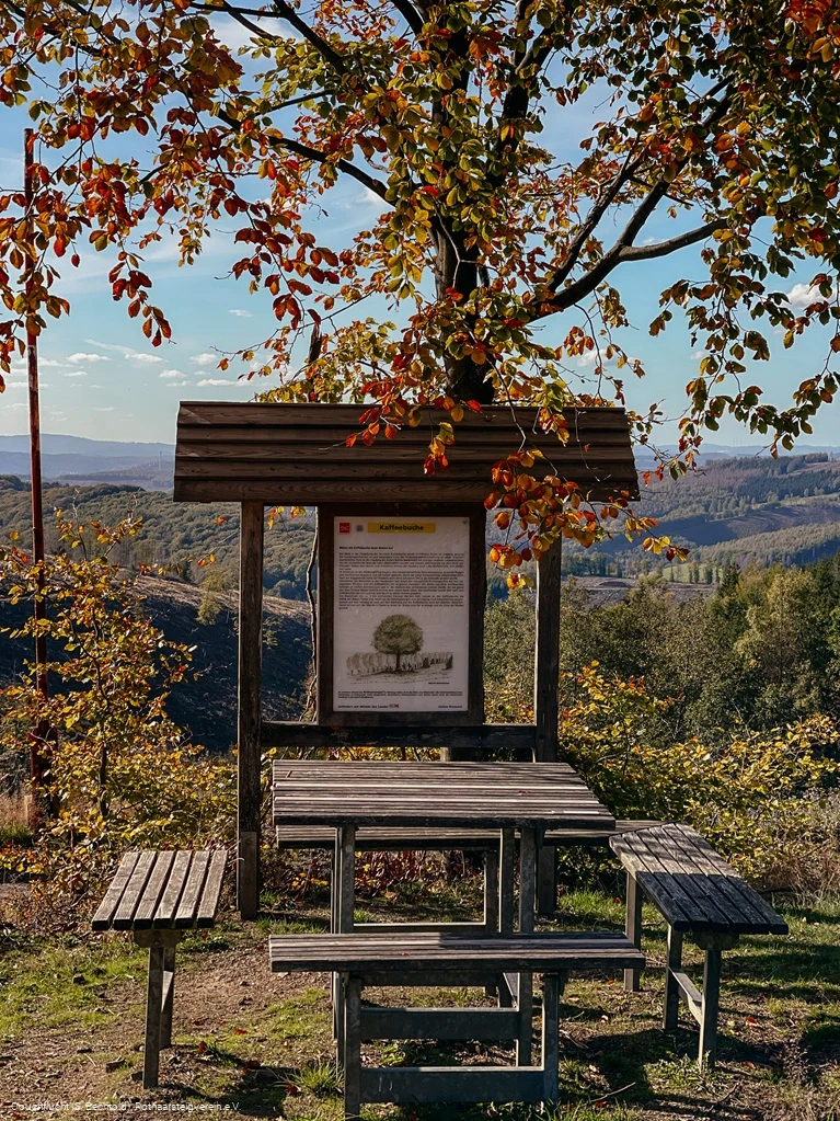 Rastplatz Kaffeebuche auf dem Rothaarsteig im Herbst