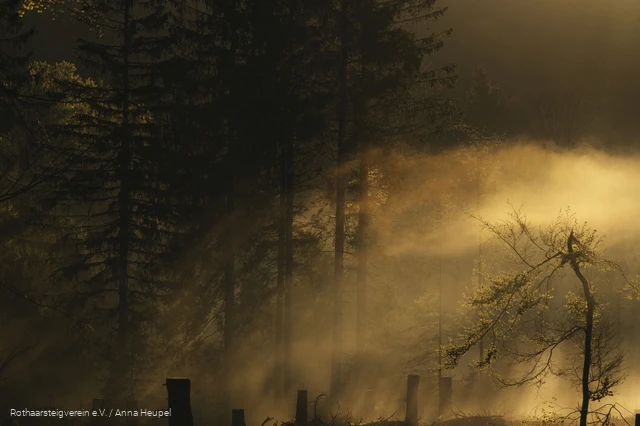 Bergwelten am Rothaarsteig: die Sonne scheint sanft durch den Nebel
