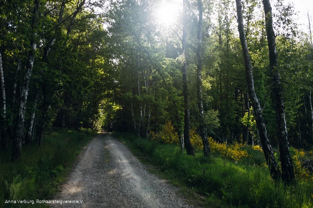 Rothaarsteig bei Rodenbach