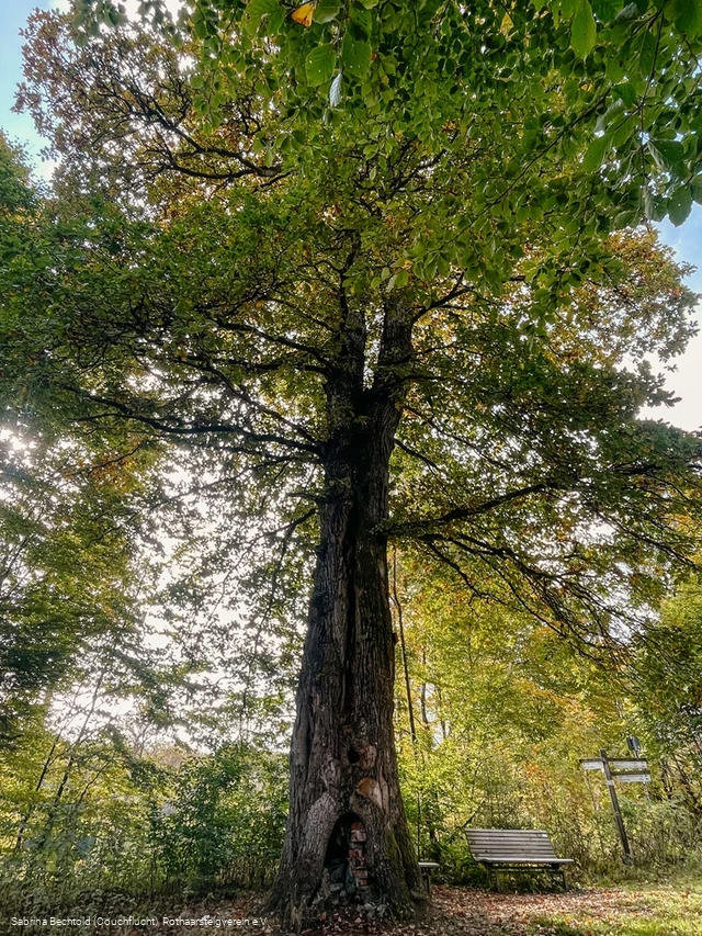 Naturdenkmal Lucaseiche am Rothaarsteig