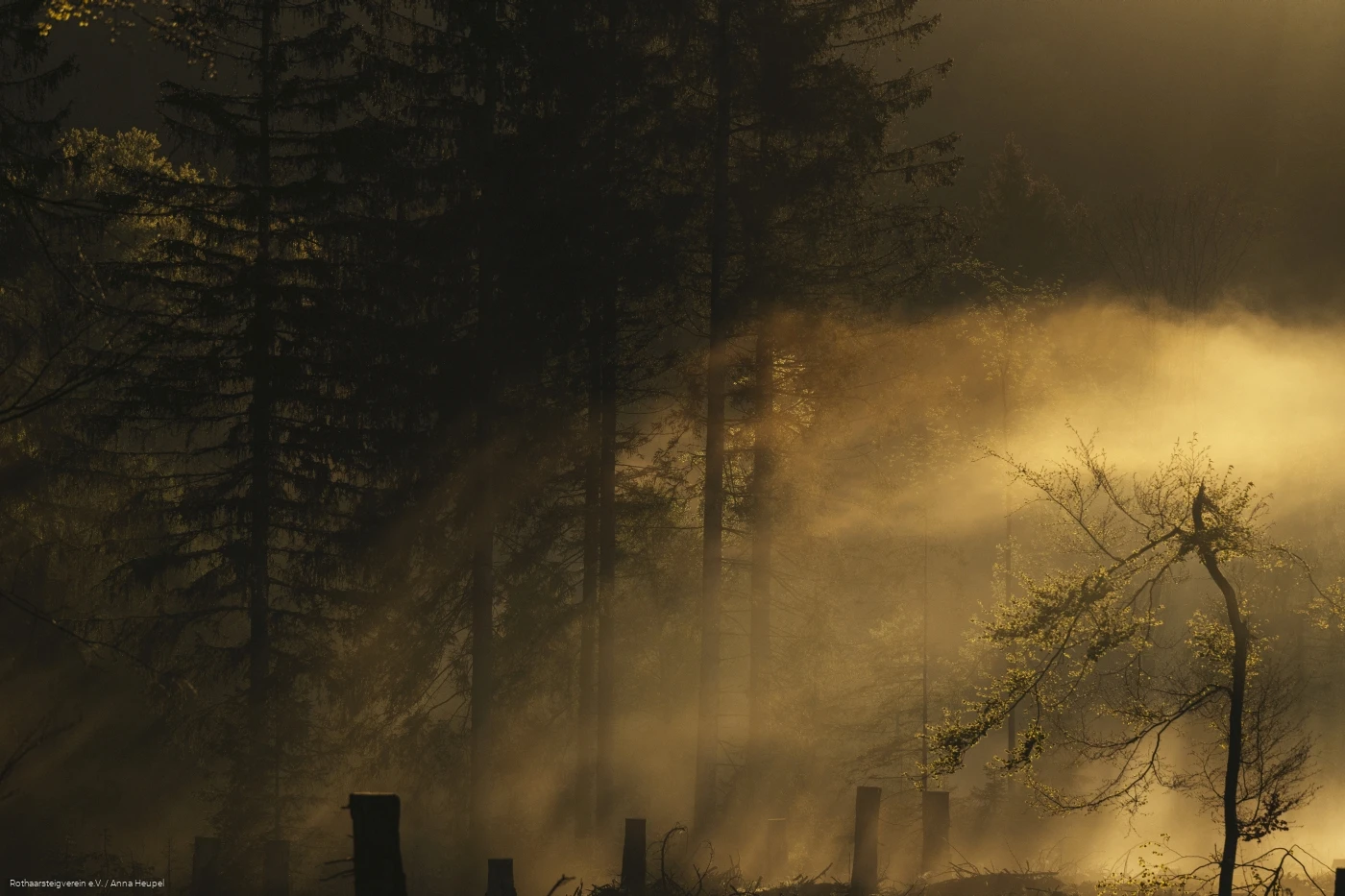 Bild Bergwelten Bergwelten am Rothaarsteig: die Sonne scheint sanft durch den Nebel