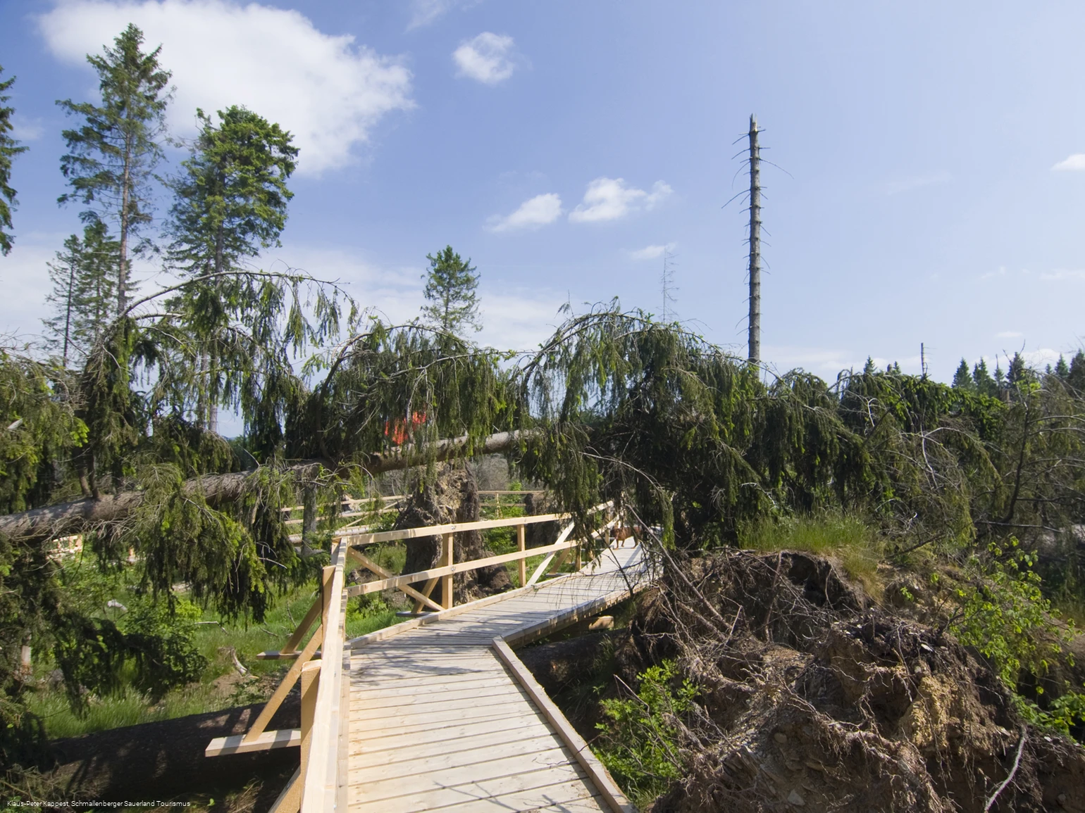 Kyrill-Pfad bei Schanze