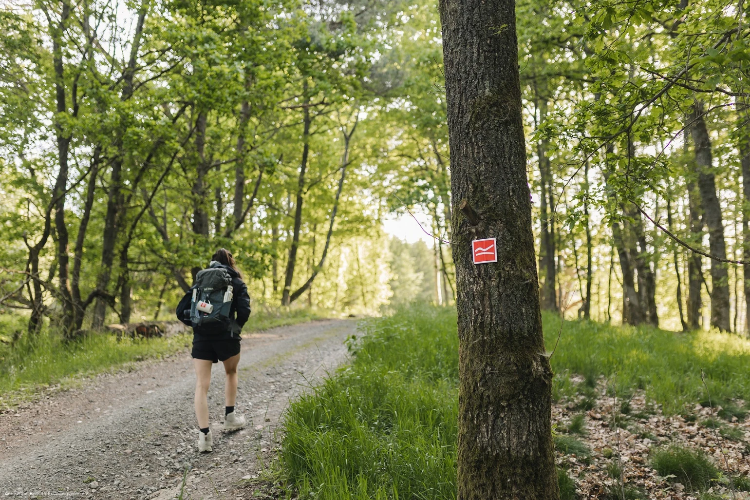 Wanderin auf dem Rothaarsteig bei Rodenbach