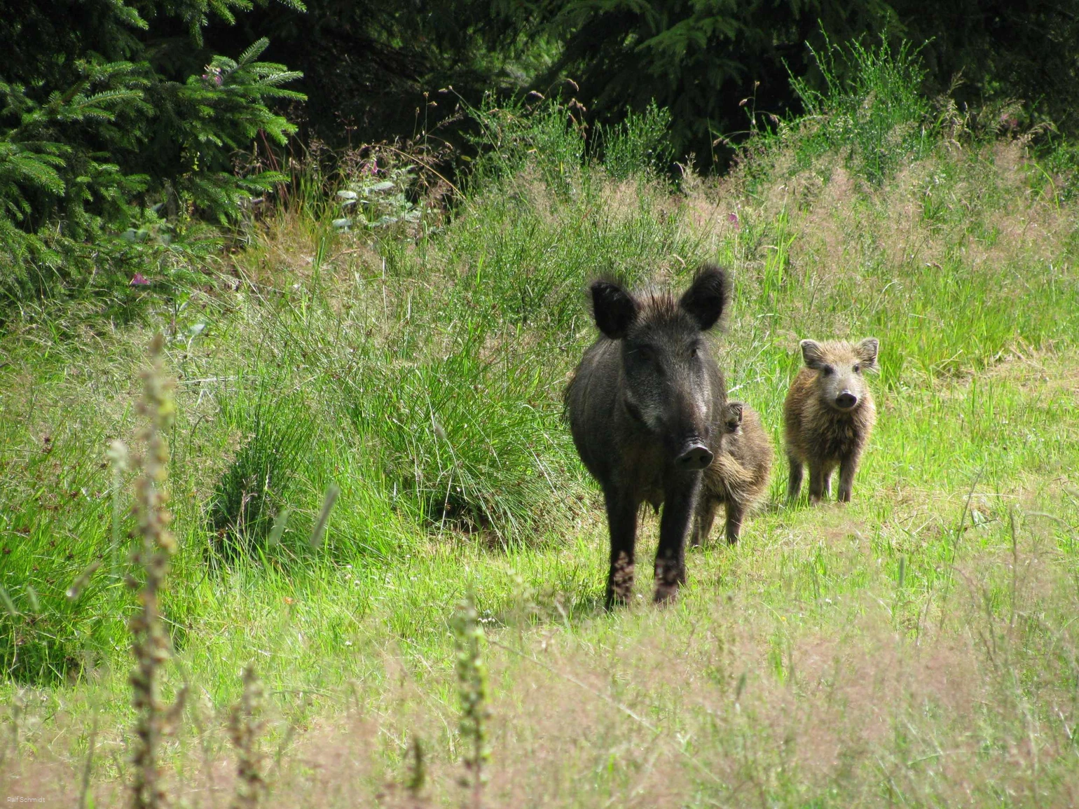 Wildschweine am Rothaarsteig