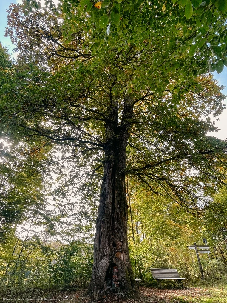 Naturdenkmal Lucaseiche am Rothaarsteig
